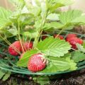 Types of coasters for strawberries, how to do it yourself