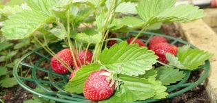 Jenis coaster untuk strawberi, bagaimana melakukannya sendiri