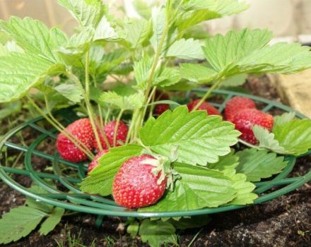 Types de sous-verres pour fraises, comment le faire vous-même