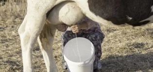 Bila selepas melahirkan anak lembu, anda boleh minum susu dan berapa hari kolostrum pergi