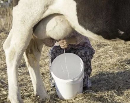 Když po otelení krávy můžete pít mléko a kolik dní kolostra jde