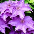 Planting, growing and caring for clematis in the open field