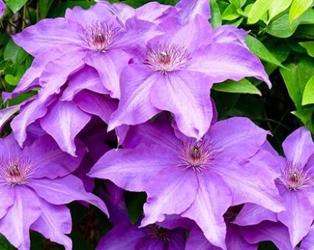 Planting, growing and caring for clematis in the open field