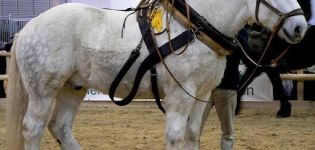 Características y características de mantener grandes caballos de tracción de la raza rusa.