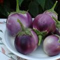 The best varieties of eggplants for greenhouses and open ground in the Leningrad region with a description