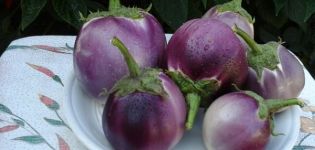 The best varieties of eggplants for greenhouses and open ground in the Leningrad region with a description