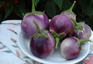 De beste soorten aubergines voor kassen en open grond in de regio Leningrad met een beschrijving