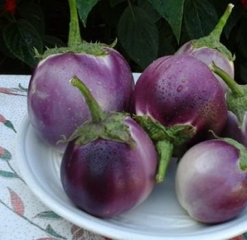 Las mejores variedades de berenjenas para invernaderos y campo abierto en la región de Leningrado con una descripción.