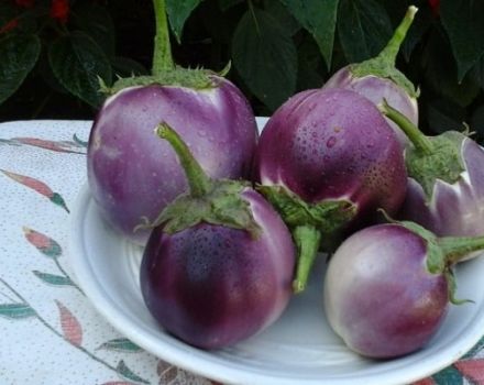 The best varieties of eggplants for greenhouses and open ground in the Leningrad region with a description