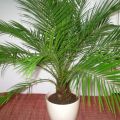 Growing a date palm from a stone at home and care, prevention of diseases