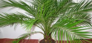 Growing a date palm from a stone at home and care, prevention of diseases