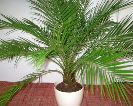 Cultivar una palmera datilera a partir de una piedra en el hogar y cuidado, prevención de enfermedades.