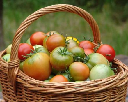 Caractéristiques et description de la variété de tomate Épinette argentée