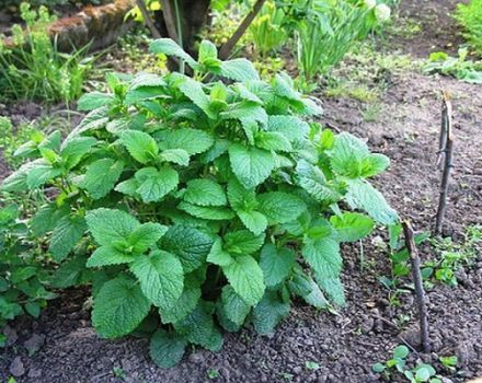 Growing marjoram from seeds in the open field, planting and care, how to dry a plant