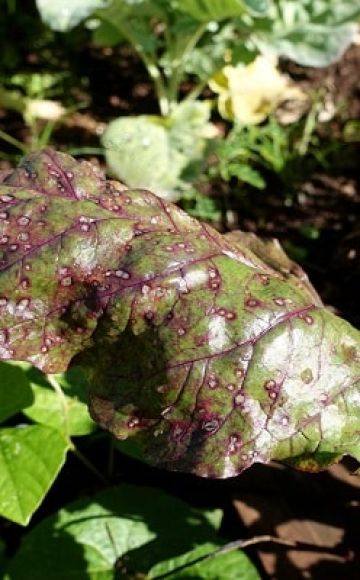 Why do beet leaves turn black and what to do?