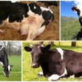 Causes et symptômes de la cétose chez les vaches, schémas thérapeutiques pour les bovins à la maison