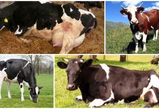 Causes et symptômes de la cétose chez les vaches, schémas thérapeutiques pour les bovins à la maison