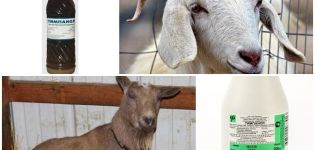 How to treat goats with Tympanol and instructions for use, dosage and analogues