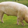 Description and characteristics of the Yorkshire pig breed, breeding and care rules