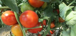 Description of the tomato variety Gravity, features of cultivation and care