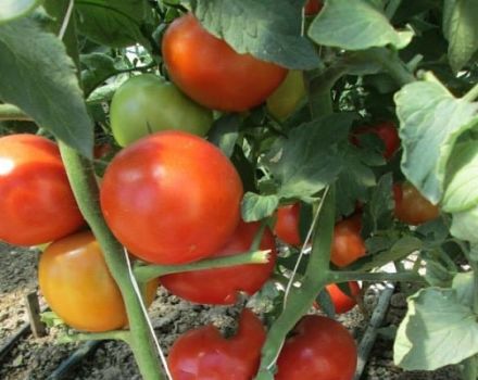 Description de la variété de tomate Gravity, caractéristiques de culture et d'entretien