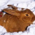 Pros and cons of keeping rabbits in winter and rules at home