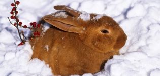 Mga kalamangan at kahinaan ng pagpapanatili ng mga rabbits sa taglamig at mga panuntunan sa bahay