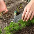 Cultivo y cuidado del perejil en campo abierto, cómo y cuánto crece.