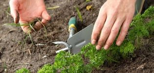 Growing and caring for parsley in the open field, how and how much it grows