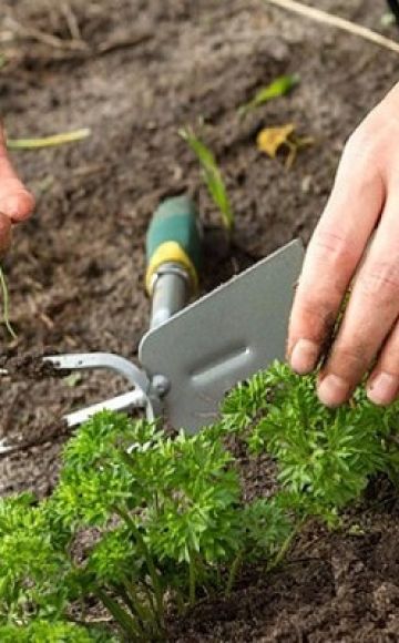 Growing and caring for parsley in the open field, how and how much it grows