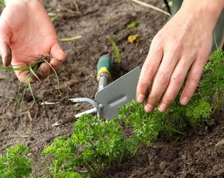 Cultivo y cuidado del perejil en campo abierto, cómo y cuánto crece.