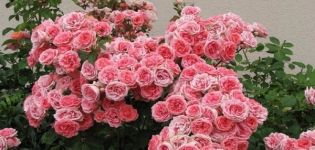 Description et règles de culture des variétés de roses Floribunda Kimono