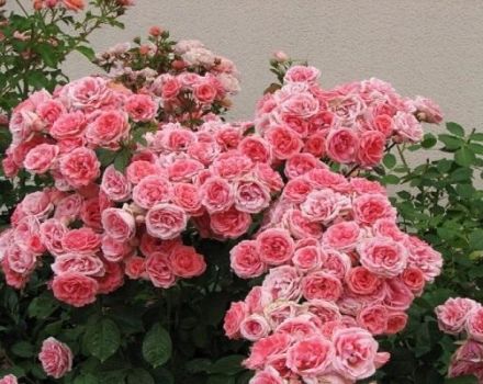 Descripción y reglas para el cultivo de variedades de rosas floribunda Kimono.