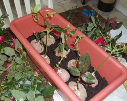 How to grow a rose in a potato, methods of growing and reproduction