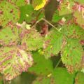 Types, symptoms, treatment and control of pests and diseases of blackberries