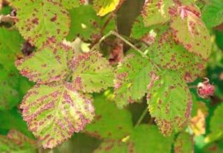 Types, symptoms, treatment and control of pests and diseases of blackberries