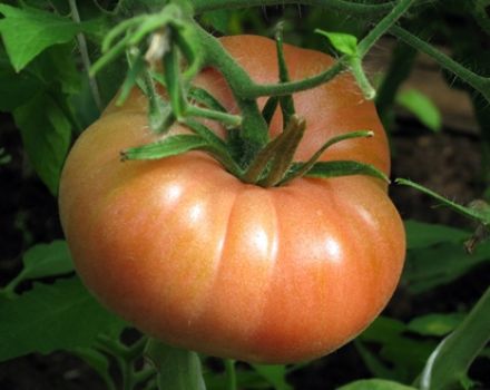 Kenmerken en beschrijving van de tomatensoort Roze wangen