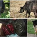 Causes et symptômes du prolapsus utérin chez une vache, traitement et prévention