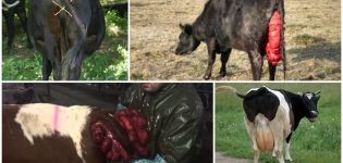 Causes and symptoms of uterine prolapse in a cow, treatment and prevention