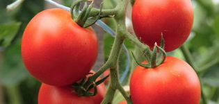 Caractéristiques et description de la variété de tomate Résidente d'été, son rendement