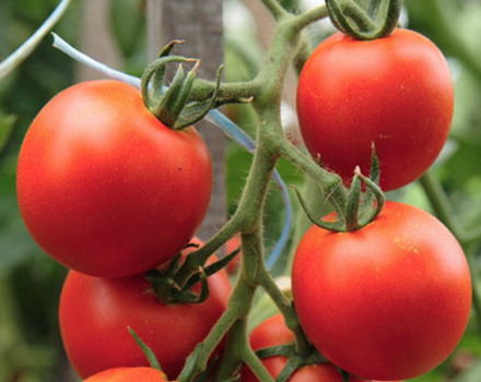 Caractéristiques et description de la variété de tomate Résidente d'été, son rendement