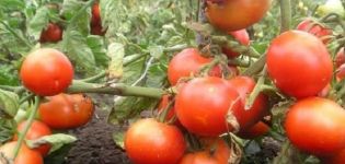 Description of the tomato variety Russian Happiness, features of cultivation and care