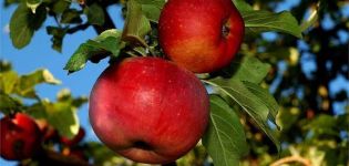 Description and characteristics of the Aport apple tree, planting and care features