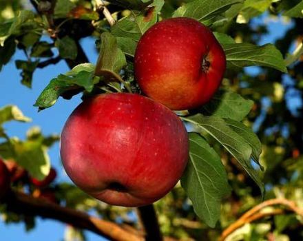 Descripción y características del manzano Aport, características de plantación y cuidado.