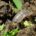 Los mejores métodos para lidiar con cómo deshacerse permanentemente de las cochinillas en el área