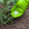 Quels engrais et quand utiliser pour nourrir les tomates dans une serre