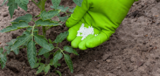 What fertilizers and when to use for feeding tomatoes in a greenhouse