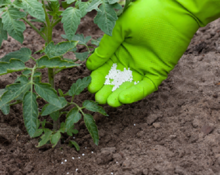 What fertilizers and when to use for feeding tomatoes in a greenhouse