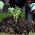 The best way to treat strawberries to get rid of weeds, a description of herbicides