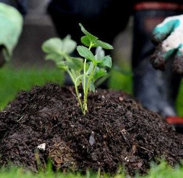 Kaedah terbaik untuk merawat strawberi untuk menyingkirkan rumpai, penerangan mengenai racun herba